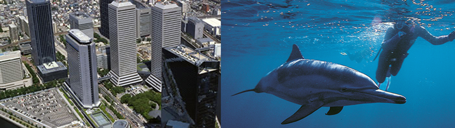 空撮と水中撮影